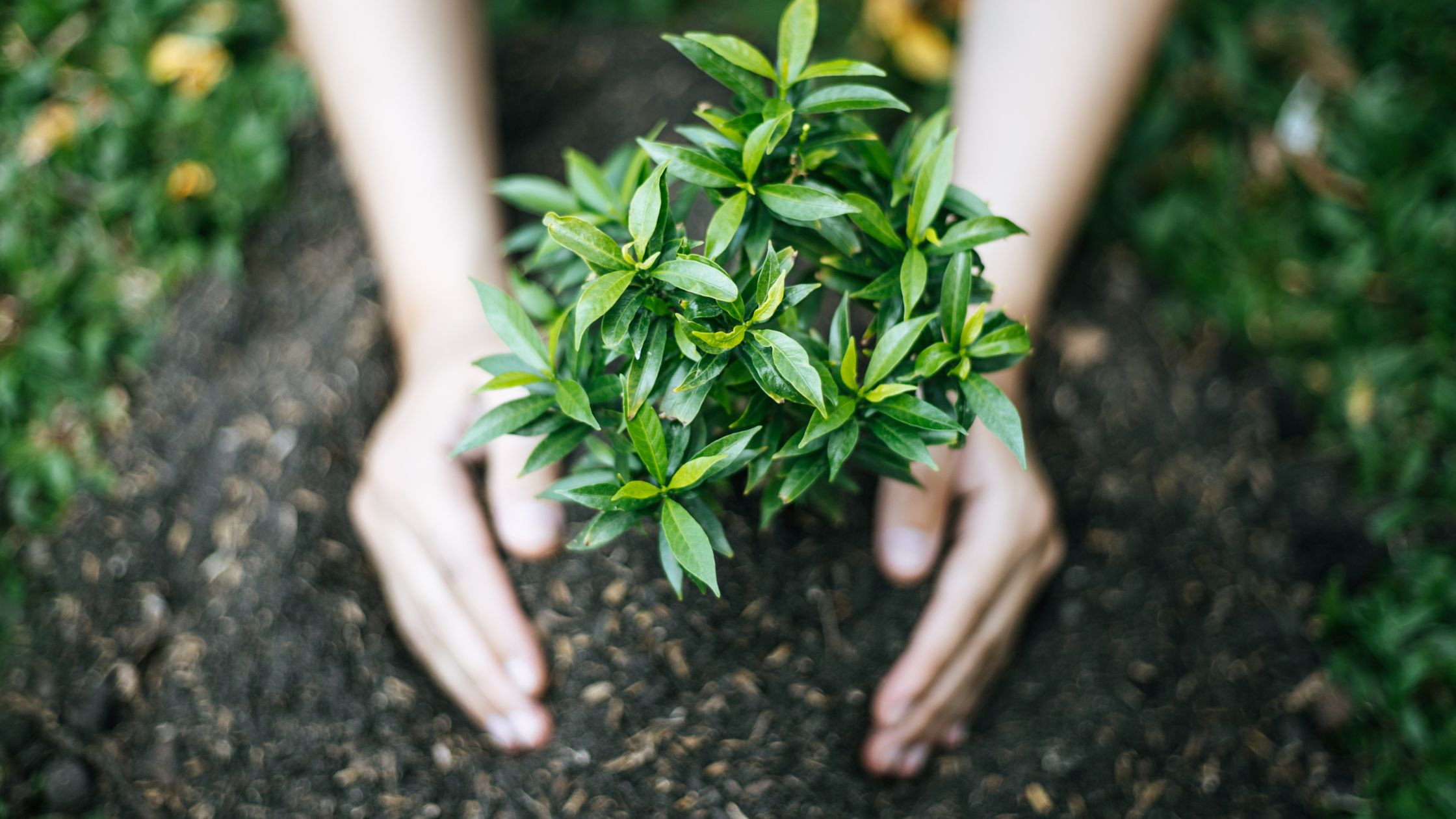 Read more about the article 6 ידיעות פנימיות חשובות לנטוע בתוכך